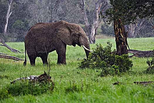 非洲象,雨,马赛马拉,肯尼亚