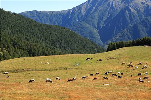 牧群,母牛,高山牧场,山,阿尔卑斯山,意大利北部