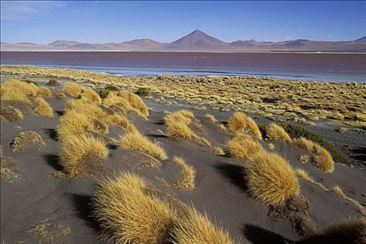 玻利维亚,高原,南,泻湖,植被,山,背影