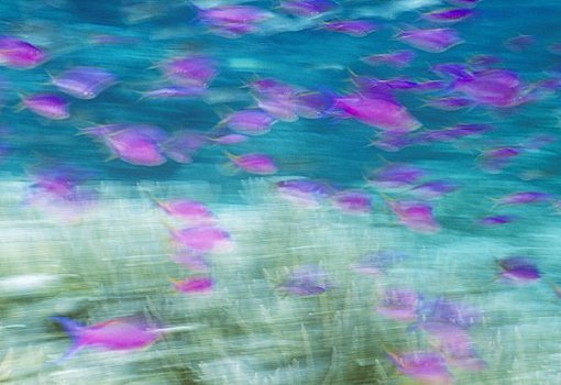 紫色,大堡礁,澳大利亚