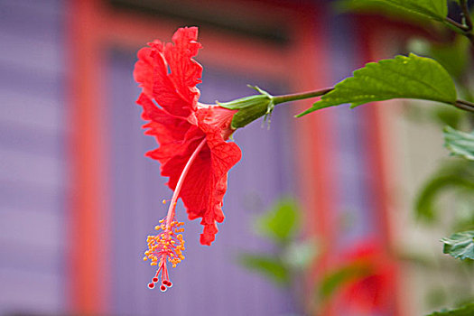 花,扶桑花,靠近,紫色,海滨别墅,伯利兹