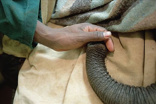 非洲象,婴儿,可爱,象鼻,救助,飞行,动物收容院,东察沃国家公园,肯尼亚