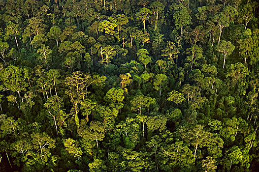 低地,雨林,俯视,婆罗洲