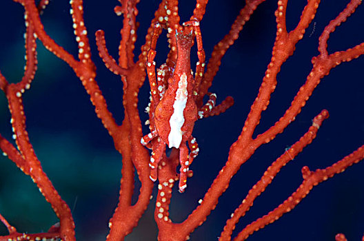 鲜明,红色,螃蟹,珊瑚,巴布亚新几内亚