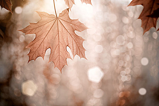 秋天,背景,枫叶,浅,深度,地点
