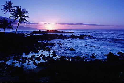 棕榈树,黄昏,瓦胡岛,夏威夷,美国