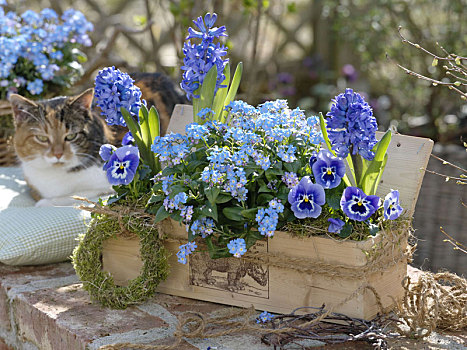 木盒,蓝色,春天