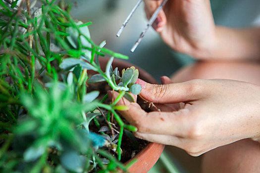 女生在花园种花,女手正在移植多肉植物到花盆