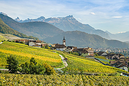 小镇,围绕,葡萄园,沃州,瑞士,欧洲