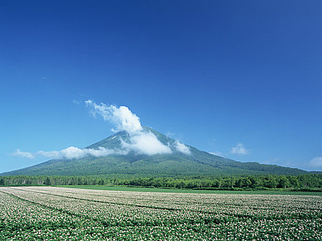 山,马铃薯,种植