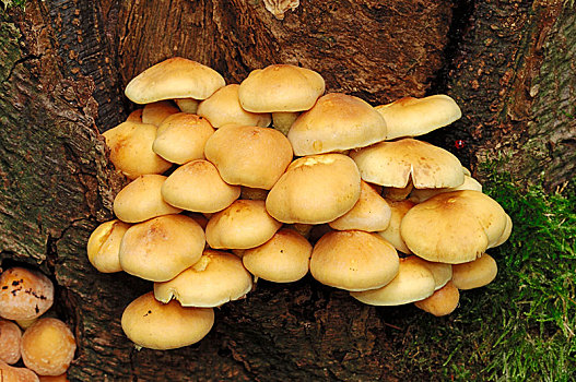 簇生垂幕菇,丛生,黄金菇,格尔德兰,荷兰,欧洲