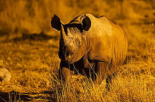 黑犀牛,犀牛,雄性动物,靠近,泛光灯照明,水坑,露营,夜晚,埃托沙国家公园,纳米比亚,非洲