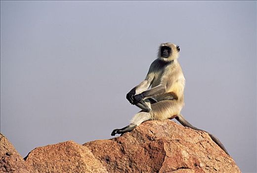 哈奴曼,叶猴,长尾叶猴,坐,石头,印度