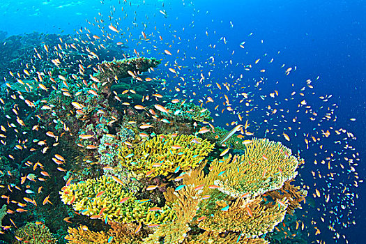 鱼群,鱼,拟花鮨属,北方,环礁,南方,马尔代夫,印度洋
