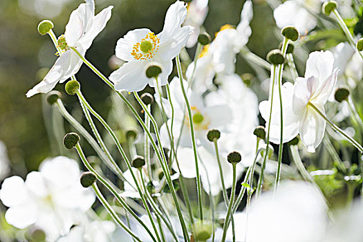 白色,白头翁,花