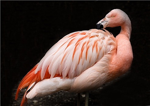 粉色,智利红鹤,黑色背景