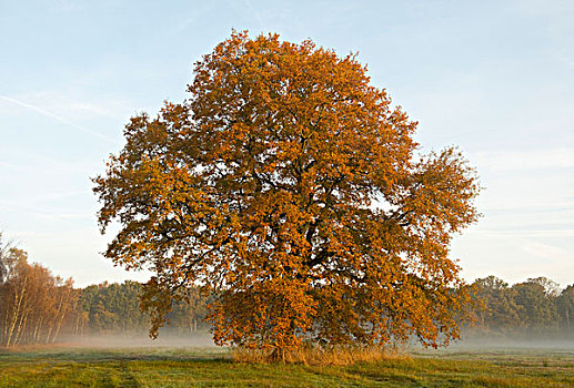 孤单,橡树,栎属,栎树,秋天,早晨,亮光,下萨克森,德国,欧洲