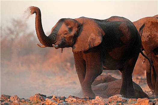 非洲象,遮盖,灰尘