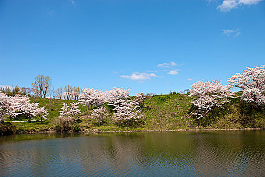 樱花,古老,城堡,兵库,日本