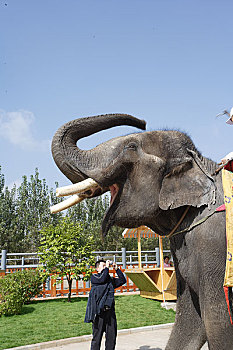 云南民族村大象