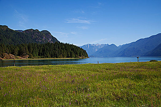 景色,风景,湖,草地,不列颠哥伦比亚省,加拿大