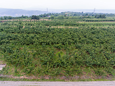 航拍河南三门峡灵宝市川口乡赵家沟村樱桃种植林