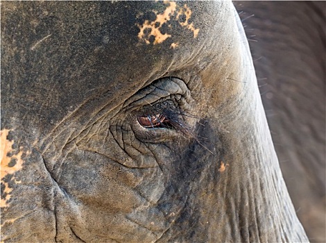 脸,非洲象