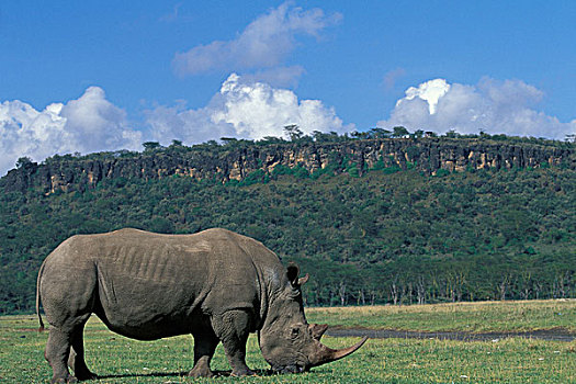 非洲,肯尼亚,纳库鲁湖国家公园,白犀牛,喂食,纳库鲁湖,早晨
