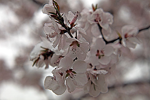 下雪,大雪,春雪,寒流,花朵,绽放,梅花,耐寒,植物