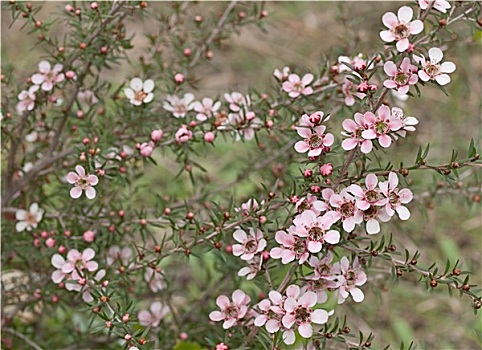 春天,澳大利亚,野花,粉色,花