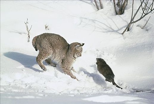 美国山猫,短尾猫,猎捕,麝鼠,爱达荷
