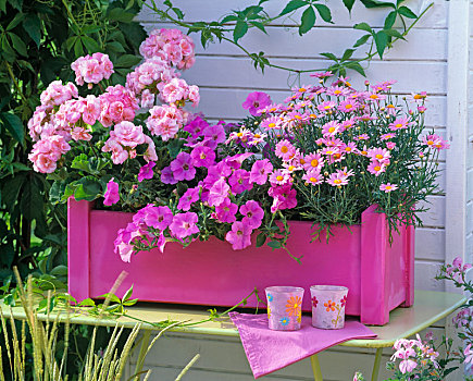 粉色,木盒,天竺葵