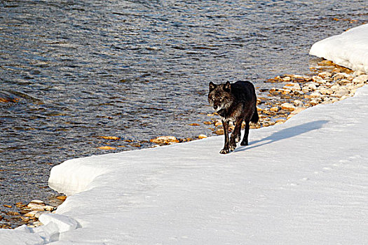 野生,黑色,大灰狼,狼,班芙国家公园,艾伯塔省,加拿大