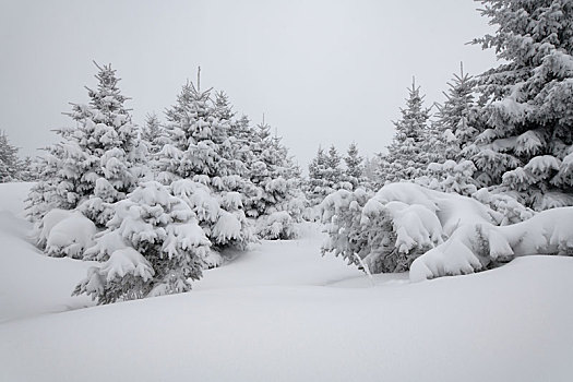 林海雪原中的雾凇