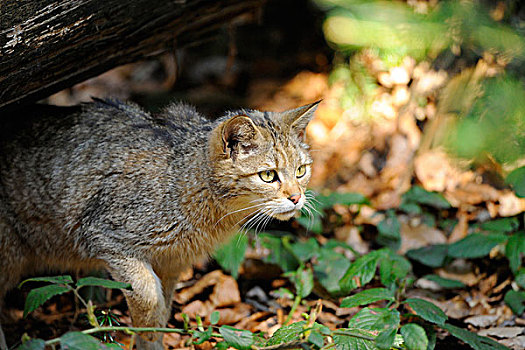 欧洲野猫,欧林猫欧林猫猫,在巴伐利亚森林,德国