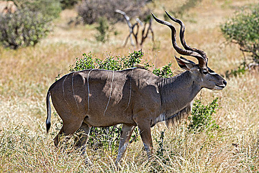 肯尼亚,萨布鲁国家公园,大捻角羚,雄性动物
