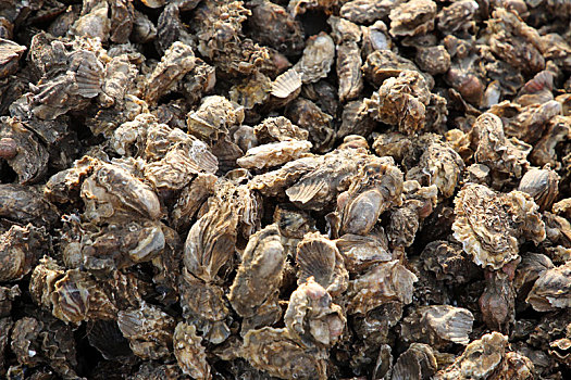 山东省日照市,养殖牡蛎大量上岸仅售3元一斤,吃货带着麻袋抢购,笑称比大葱便宜多了