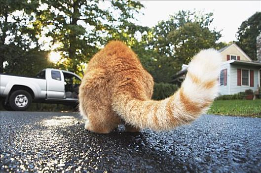 猫,私家车道