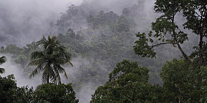 树,遮盖,雾,苏梅岛,苏拉塔尼,省,泰国