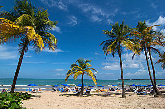 海滩,棕榈树,树,波多黎各,加勒比