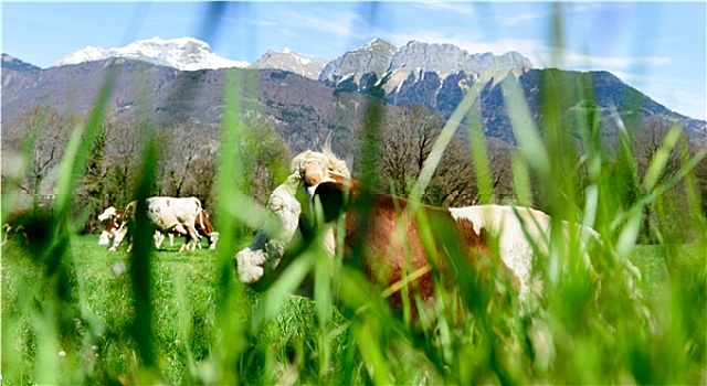 母牛,草地,草,前景
