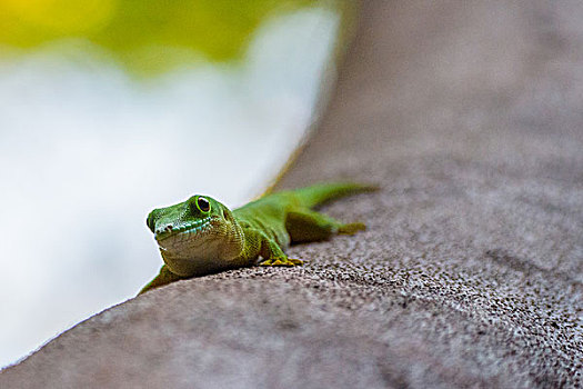 madagascar马达加斯加贝马拉哈国家公园蜥蜴微距