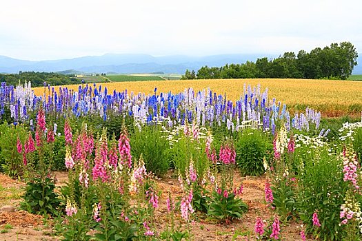 花,麦田