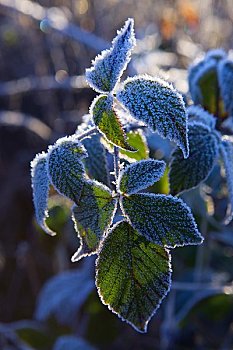 霜,叶子,布雷肯灯塔国家公园,波厄斯郡,威尔士