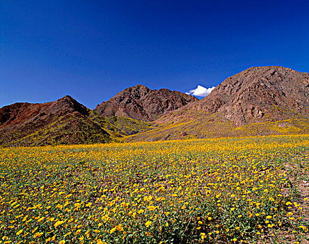 美国,加利福尼亚,死亡谷国家公园,地点,荒芜,向日葵,花,下方,黑山,大幅,尺寸