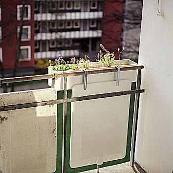 阳台植物