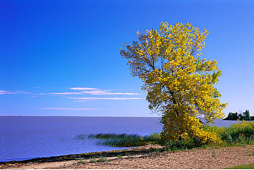 孤木,湖,曼尼托巴,加拿大