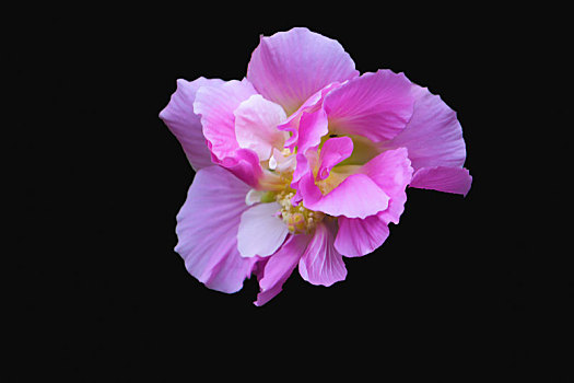 纯色背景花卉－木莲,芙蓉花