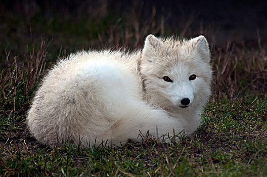 加拿大,育空,野生动物,保存,北极狐