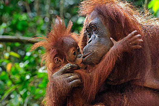 苏门答腊猩猩,母亲,吻,幼兽,古农列尤择国家公园,北方,苏门答腊岛,印度尼西亚